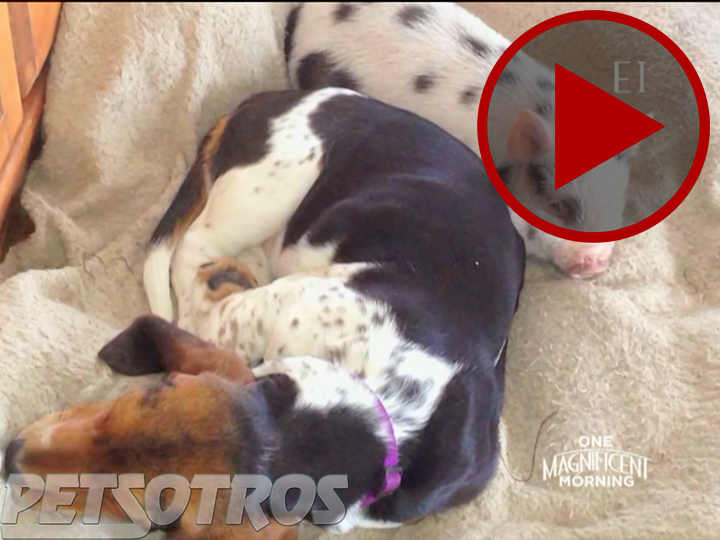 Basset Hound Befriends Pot Belly Pig